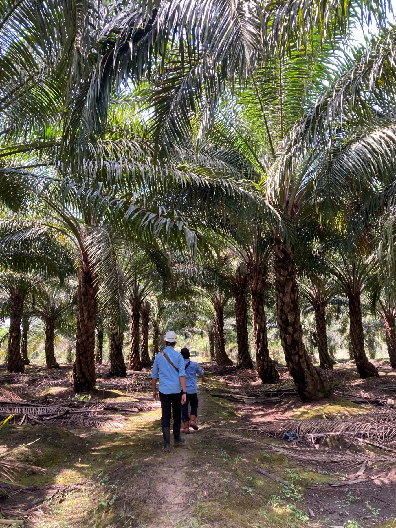 Field visit to palm oil plantation