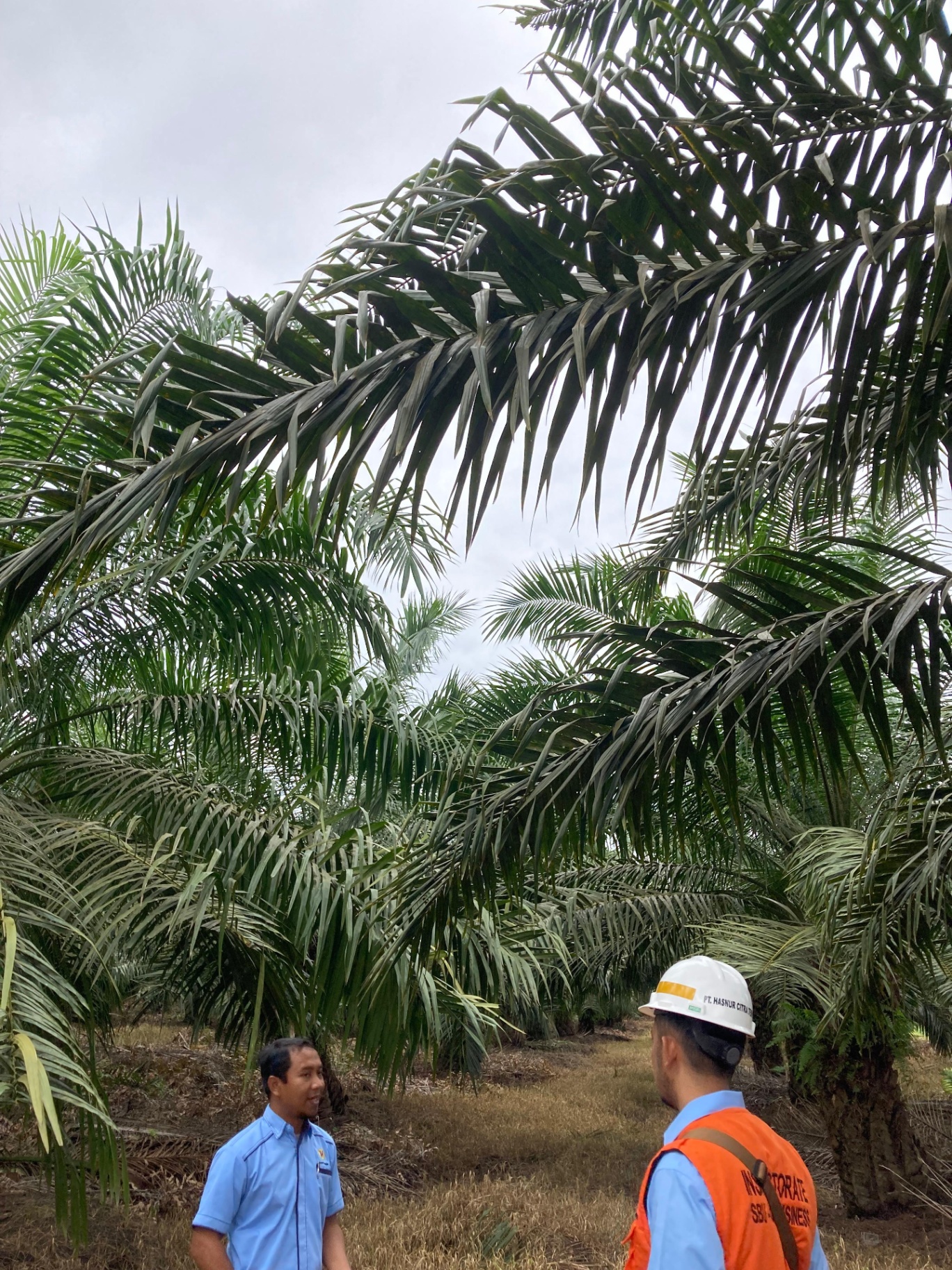 On-site coordination at plantation